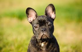 Procuer mee two good bulldogs, and let them be sent by ye first shipp.13 in 1666, english scientist christopher merret applied: French Bulldog Names 250 Fun Fantastic Names For Frenchies All Things Dogs All Things Dogs