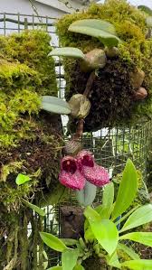 Image result for Lepidagathis pallescens