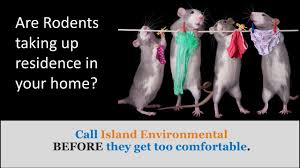 13264 53rd ct n, west palm beach, fl 33411. Rat Exterminator West Palm Beach Rodents Island Environmental