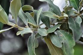 Image result for Tarchonanthus camphoratus