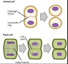 Both kinds of cells are eukaryotic, which means that they are larger than bacteria and microbes, and their processes of cell division make use of mitosis and meiosis. Phases Of The Cell Cycle Article Khan Academy