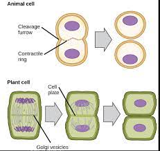 Check spelling or type a new query. Phases Of The Cell Cycle Article Khan Academy