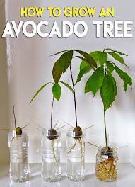 How To Grow An Avocado Tree Did You Know That You Can Grow Avocado Tree From Seed If You Have Plenty Of S Growing An Avocado Tree Grow Avocado Avocado Tree