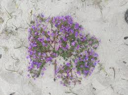 Image result for Lysimachia monelli