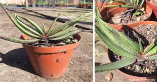 Image result for Aloe suprafoliata