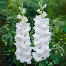 Image result for Gladiolus decoratus