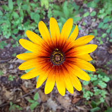 Image result for Rothia hirsuta