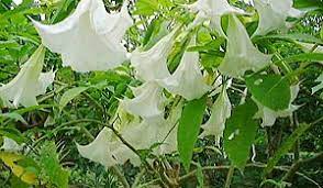 Brugmansia Arborea Angel S Trumpet Tree Entheology Com Brugmansia Plants Plant Leaves