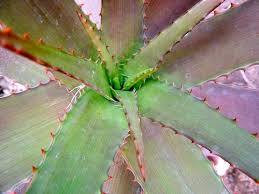 Image result for Aloe lateritia