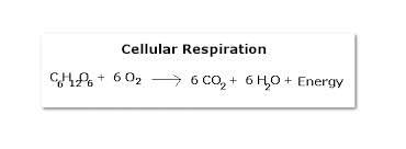 Photosynthesis is the process by which plants, some bacteria and some protistans use the energy from sunlight to produce glucose from carbon dioxide and water. Cellular Respiration And Photosynthesis Flashcards Quizlet