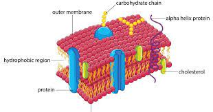 The Plasma Membrane Of A Cell Has Many Functions Separate Internal And External Environment Protect The Cell A Pl Plasma Membrane Membrane Cell Membrane