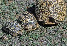 The Leopard Tortoise Stigmochelys Geochelone Pardalis Of Africa British Chelonia Group