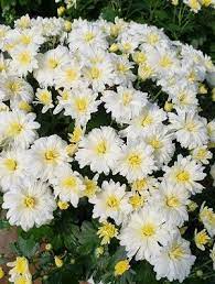 Maybe you would like to learn more about one of these? Chrysanthemum Bertha White Mum From Sedan Floral
