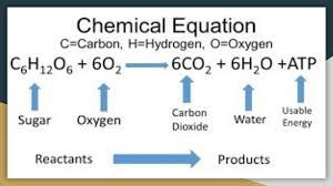 Oxygen enters the body when an organism breathes. Cellular Respiration Flip Book Pages 1 7 Pubhtml5