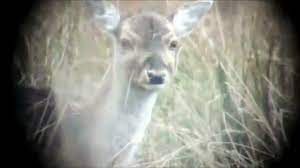 Deer Head Explosion Meme Video Dailymotion