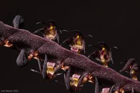 Image result for Bulbophyllum scaberulum