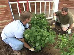 Hydrangeas that bloom on old wood include mophead or french hydrangeas (h. Transplanting Hydrangeas Diy