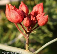 Image result for Cadaba