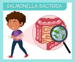 Enterica is the type species and is further divided into six subspecies that include over 2. Premium Vector Boy Having Salmonella Bacteria
