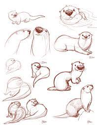 Otter Studies Animal Drawings Cartoon Drawings Drawings