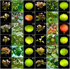 Image result for Vernicia