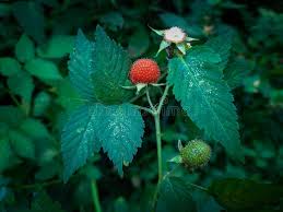 Image result for Rubus rosifolius