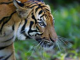 The malayan tiger is the national animal of malaysia. National Animal Of Malaysia Archives Helo National