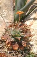 Image result for Aloe lateritia
