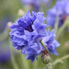 With A Clove Like Taste Dried Cornflower Petals Make A Lovely Garnish For Salads Edible Plants Wildflower Seeds Flower Petals