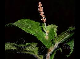 Image result for Acalypha paucifolia