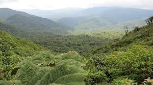 In fact, costa rica has such rich soil that the quality and amount of plants and trees there is enormous! Naturefund Overview