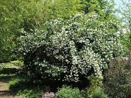 „falsch ist hier eigentlich undankbar, denn der pfeifenstrauch ist in unseren gärten eher „richtiger als der echte jasmin, er ist im gegensatz zu diesem bei uns sicher winterhart und so anspruchslos, dass er sich um einiges pflegeleichter als der echte jasmin erweist. Pfeifenstrauch Falscher Jasmin Dame Blanche Philadelphus Dame Blanche Baumschule Horstmann