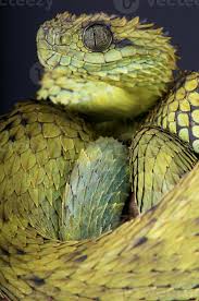 Underground reptiles supplies some of the best venomous animals for sale including cobras, rattlesnakes, vipers, and more. Hairy Bush Viper Atheris Hispida Stock Photo