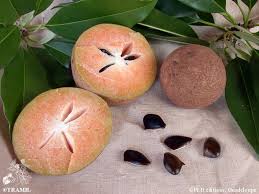 Image result for Manilkara