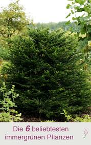 6 Beliebte Immergrune Pflanzen Fur Den Garten Pflanzen Garten Pflanzen Und Garten