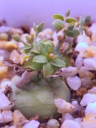 Image result for Euphorbia glanduligera