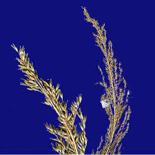 Image result for Sporobolus natalensis