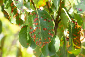 Infections begin when a spore lands on the plant surface, germinates, and invades its host. Pear Rust Tree Top Nursery Landscape Inc