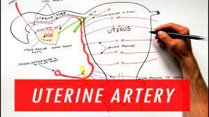 Anatomy Tutorial Uterine Artery Branches Youtube