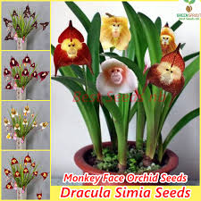 Monkey Face Orchid Plant Seed ...