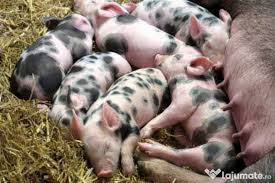 Deasemenea vand si locatie ferma de crescut animale pe teren pusune si. Porci Èi Purcei De Vanzare Adroi Zoo