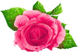 Pink Rose Png Clipart Rose Png Pink Rose Png Flowers