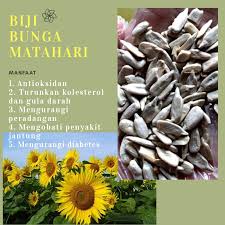 Wah segede piring saji ya!. Biji Bunga Matahari Kwaci Kupas Sunflower Seed 500 Gram Shopee Indonesia