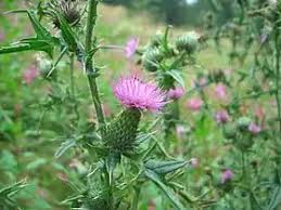 Image result for Cirsium  buchwaldii