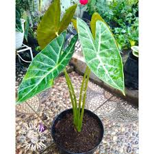 Jual Tanaman Hias Keladi Neon Keladi Hias Keladi Neon Murah Kab Bogor Dekorasi Taman Tokopedia