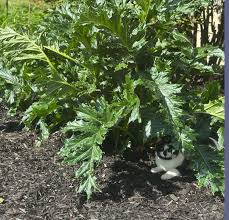 Image result for Aeollanthus myrianthus