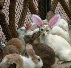 There Z An Imposter Among Us Peza Eliminate The B Tch Funny Animal Pictures Funny Animals Cute Animals