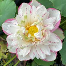 Image result for Lotus discolor