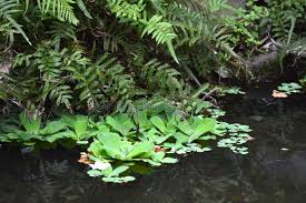 Image result for Pseudocyclosorus