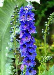 Pin By Joella Grumbling On Foxglove Hollyhock Lupine Delphinium Amazing Flowers Beautiful Flowers